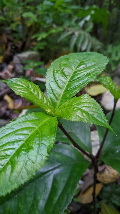 Chloranthus henryi, photographed by Cheng-Te Hsu