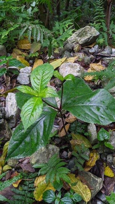 Chloranthus henryi, photographed by Cheng-Te Hsu