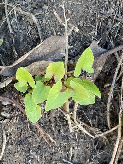 Rumex maderensis, photographed by Asher P Higgins
