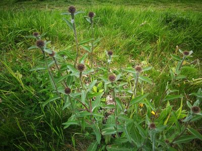 Centaurea nigra, photographed by Andy Slater