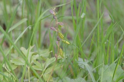 Corydalis cava, photographed by nicoweg