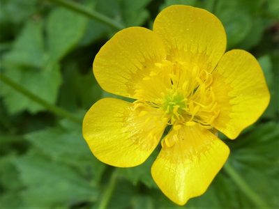 Ranunculus lanuginosus, photographed by Michael Andresek