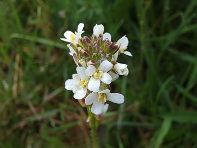 Arabis hirsuta, photographed by Elias