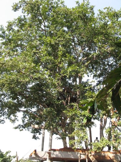 Terminalia arjuna, photographed by Yoav Daniel Bar-Ness
