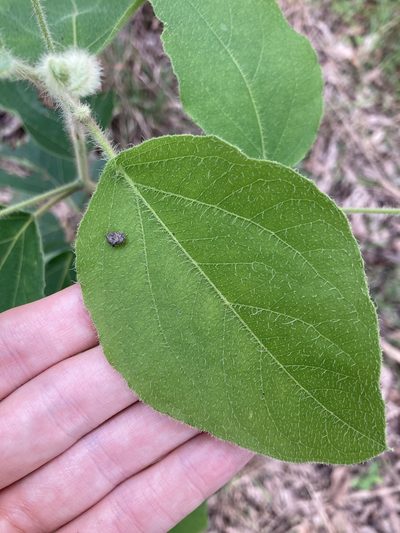 Corymbia torelliana, photographed by Thomas Mesaglio