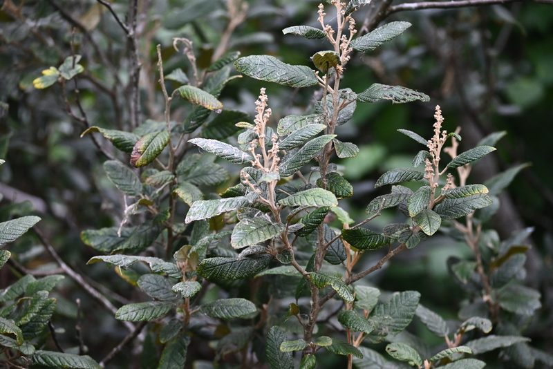 Pomaderris apetala, photographed by Halema J