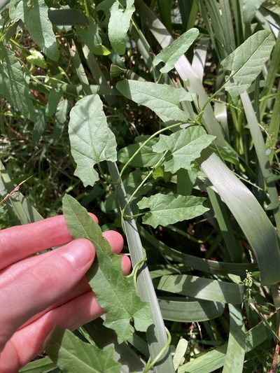 Convolvulus erubescens, photographed by Thomas Mesaglio