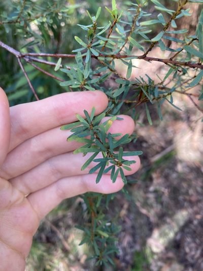 Pultenaea flexilis, photographed by Thomas Mesaglio