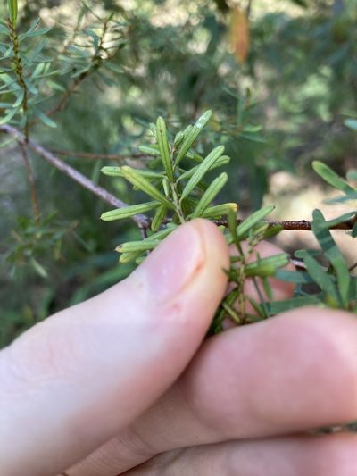 Pultenaea flexilis, photographed by Thomas Mesaglio