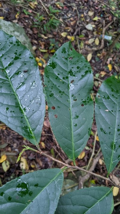 Prunus zippeliana, photographed by Cheng-Te Hsu