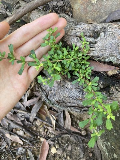 Xanthosia tridentata, photographed by Thomas Mesaglio