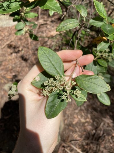 Pomaderris lanigera, photographed by Thomas Mesaglio