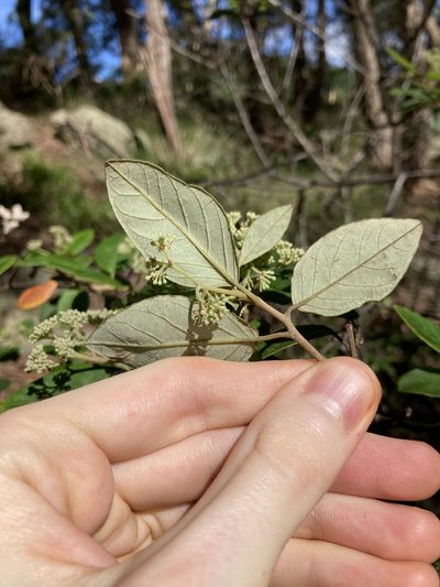 Pomaderris lanigera, photographed by Thomas Mesaglio