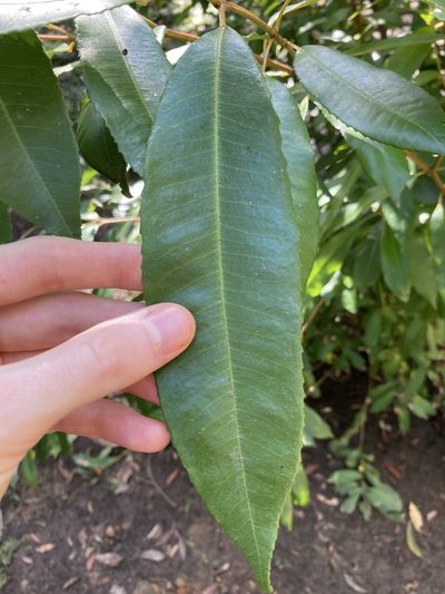 Ceratopetalum apetalum, photographed by Thomas Mesaglio