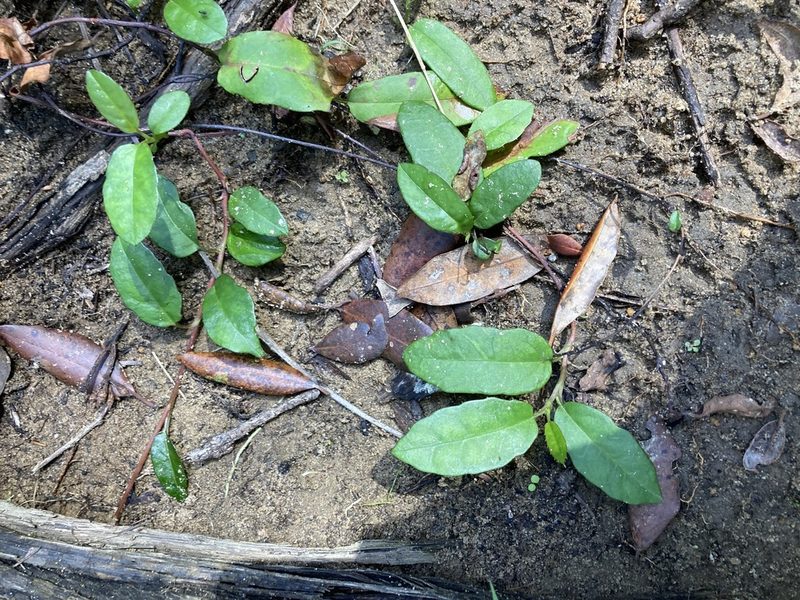 Hibbertia dentata, photographed by Thomas Mesaglio