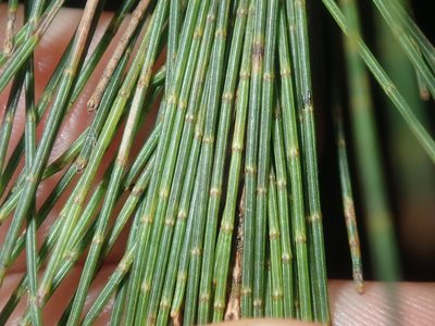 Allocasuarina littoralis, photographed by Thomas Mesaglio