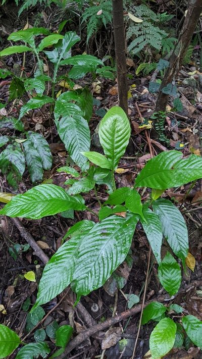 Tectaria fauriei, photographed by Cheng-Te Hsu