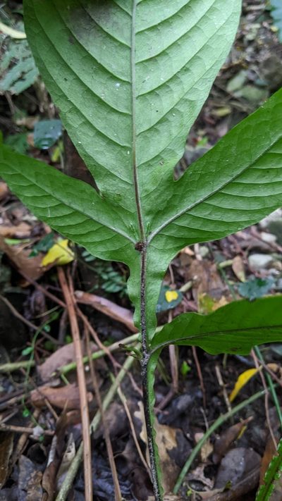 Tectaria fauriei, photographed by Cheng-Te Hsu