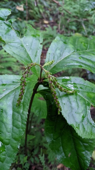 Chloranthus henryi, photographed by Cheng-Te Hsu