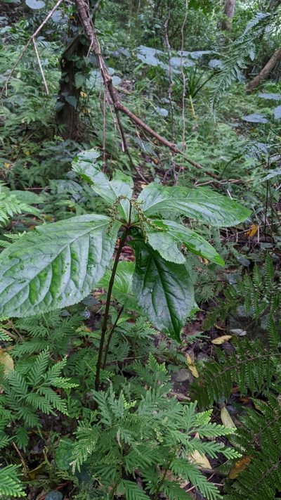 Chloranthus henryi, photographed by Cheng-Te Hsu