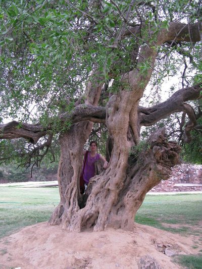 Salvadora oleoides, photographed by Yoav Daniel Bar-Ness