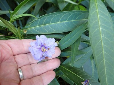 Solanum laciniatum, photographed by Mike Bowie