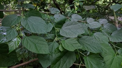 Alangium chinense