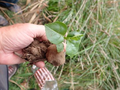 Anredera cordifolia, photographed by Mike Bowie
