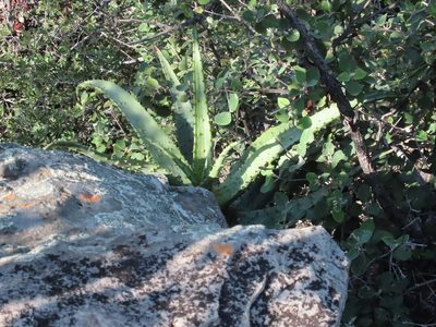 Aloe excelsa, photographed by rosshawkins