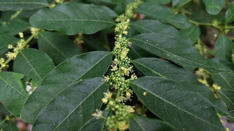Flueggea suffruticosa, photographed by Cheng-Te Hsu