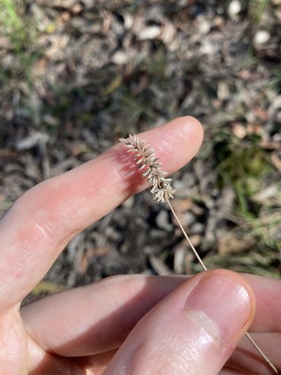 Echinopogon caespitosus, photographed by Thomas Mesaglio