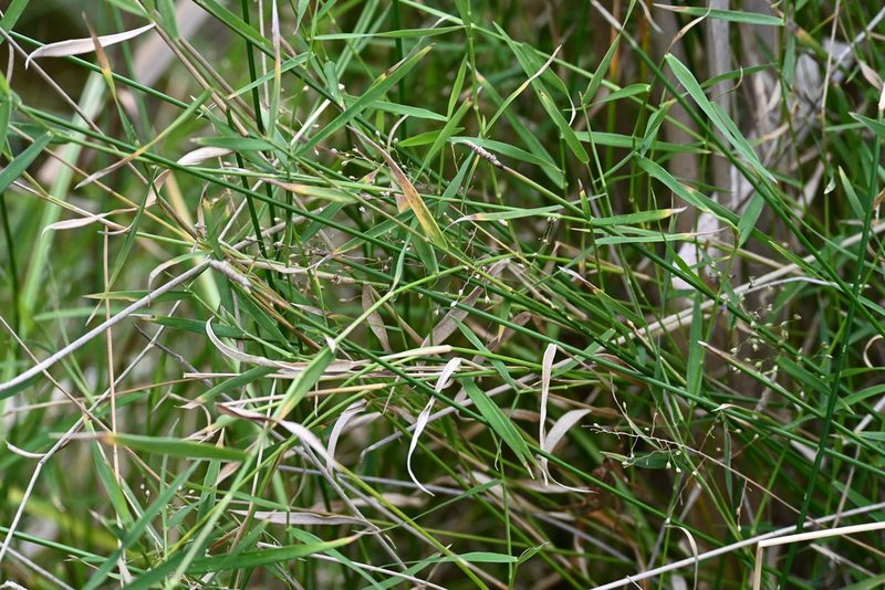 Isachne globosa, photographed by Halema J