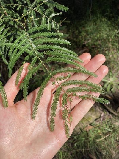 Acacia filicifolia, photographed by Thomas Mesaglio