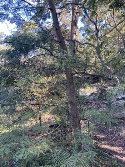 Acacia filicifolia, photographed by Thomas Mesaglio