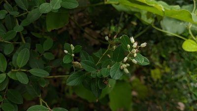 Berchemia lineata, photographed by Cheng-Te Hsu