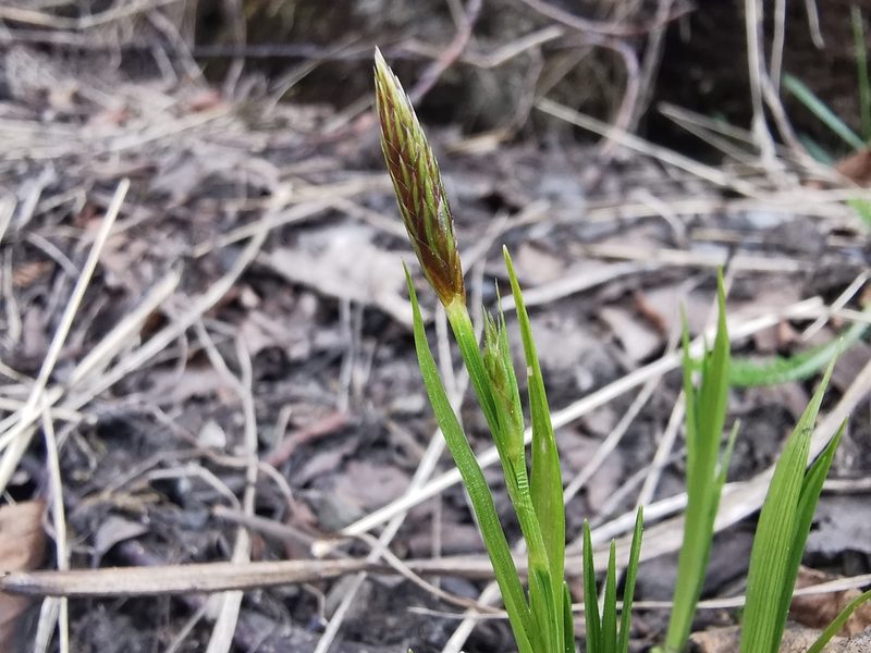 Carex longirostrata, photographed by Валерия Ковалева