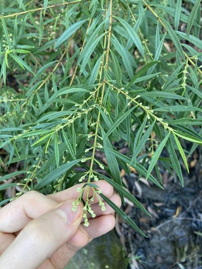 Logania albiflora, photographed by Thomas Mesaglio