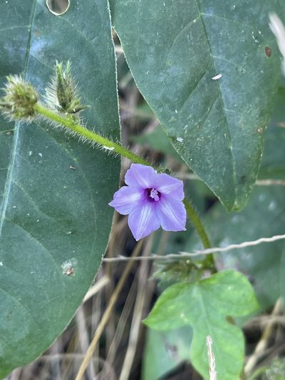 Ipomoea dichroa, photographed by Robert Taylor