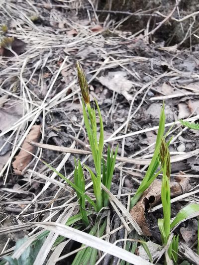Carex longirostrata, photographed by Валерия Ковалева