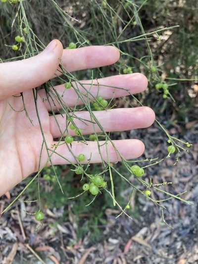 Leptomeria acida, photographed by Thomas Mesaglio