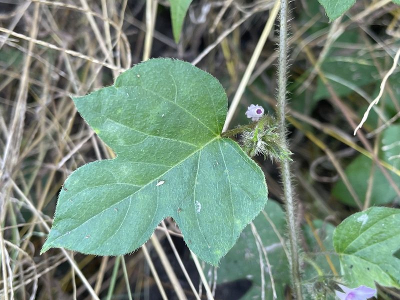 Ipomoea dichroa, photographed by Robert Taylor