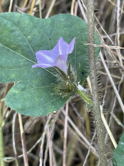 Ipomoea dichroa, photographed by Robert Taylor