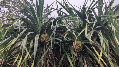 Pandanus odorifer, photographed by Cheng-Te Hsu