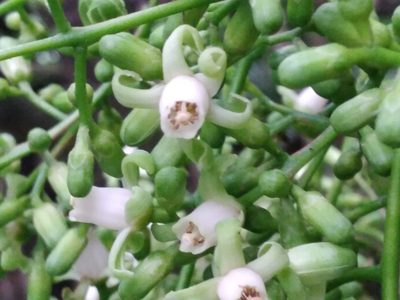 Didymocheton spectabilis, photographed by Leon Perrie