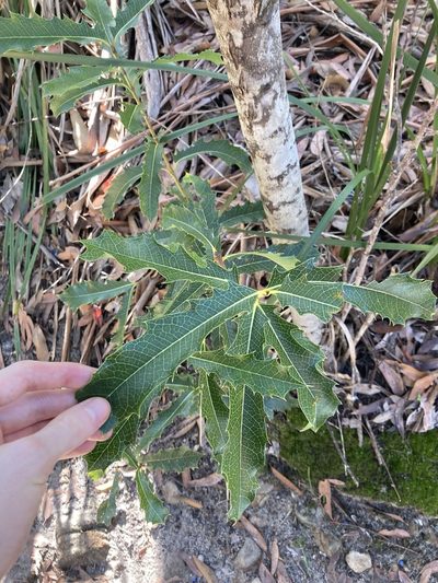 Xylomelum pyriforme, photographed by Thomas Mesaglio