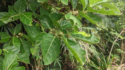 Ficus septica, photographed by Cheng-Te Hsu