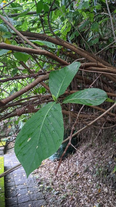 Neonauclea reticulata, photographed by Cheng-Te Hsu