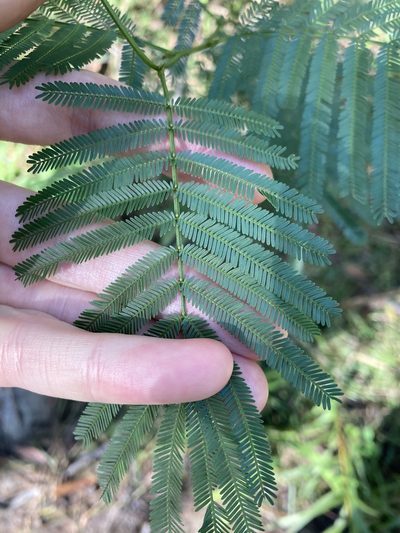 Acacia parramattensis, photographed by Thomas Mesaglio