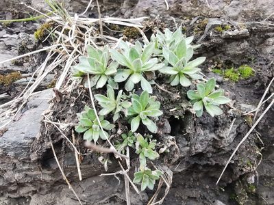 Draba borealis, photographed by Валерия Ковалева