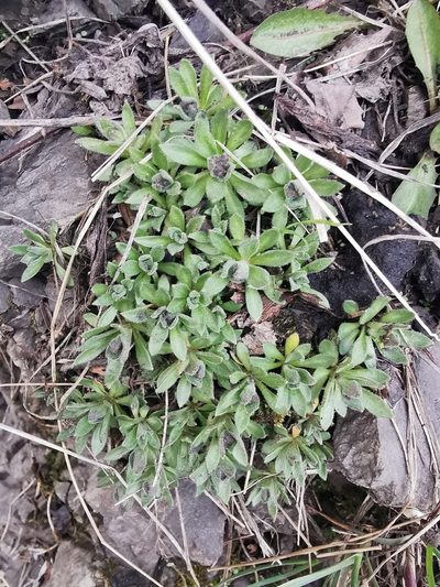 Draba borealis, photographed by Валерия Ковалева